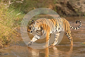 A Tiger Crossing River in a forest