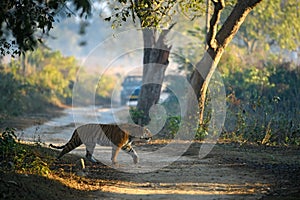 Tiger crossing a safari trail with a safari vehicle in background