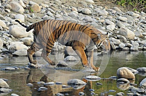 Tiger crossing stream in India