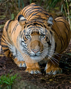 Tiger - Crouching