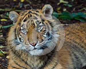 Tiger - Cub