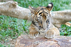 Tiger cub