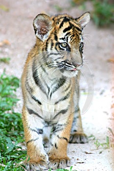 Tiger Cub