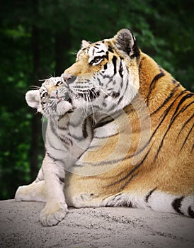 Tiger with a cub