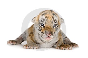 Tiger cub (4 days)