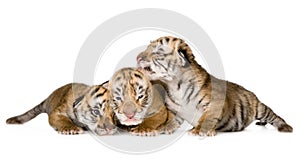 Tiger cub (4 days)