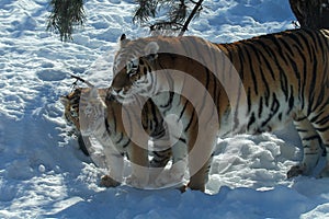 Tiger and cub