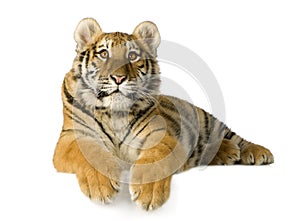 Tiger cub (5 months)