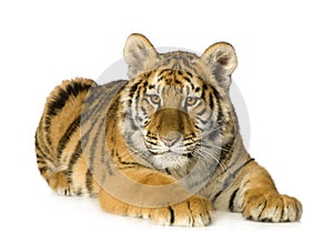 Tiger cub (5 months)