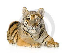 Tiger cub (5 months)