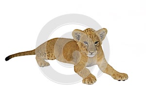 Tiger cub