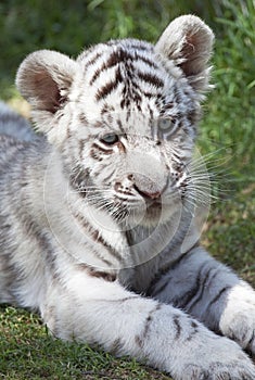 Tiger cub