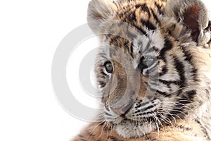 Tiger Cub