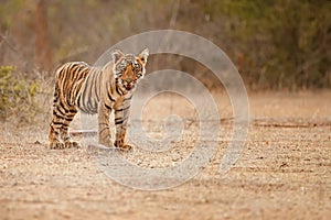 Tiger cub in a beautiful golden light in the nature habitat of Ranthambhore National Park