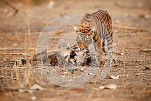 Tiger cub in a beautiful light in the nature habitat of Ranthambhore National Park