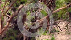 A tiger cub in a bush in zoo park