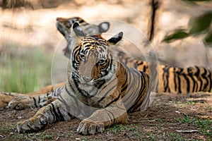 Angry tiger cub headshot or head shot - panthera tigris