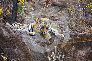 Tiger cub in the jungle