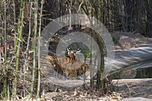 Tiger cub in the jungle