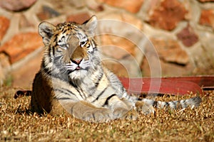 Tiger cub laying down