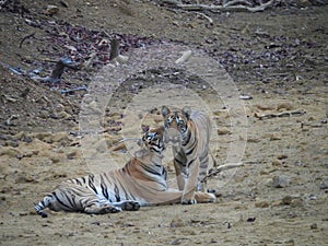 Tiger and cub mother tigress