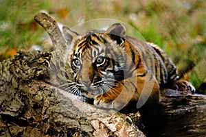 Tiger cub from Paignton Zoo.