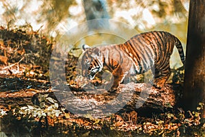 Tiger cub from Paignton Zoo. photo