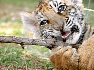 Tiger cub at play