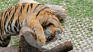 Tiger cub plays on a wooden log in a tiger zoo