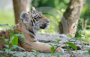 Tiger cub profile