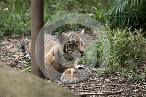 the tiger cub is resting