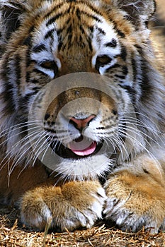 Tiger cub sticking tongue out