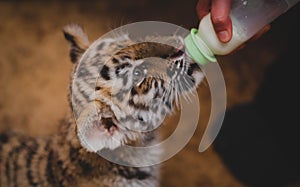 Tiger cub is sung from a baby`s nipple with milk. Predator feeding