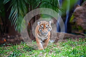 Tiger cub in the wild. Baby animal in green grass on waterfall background