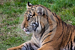 Tiger Cub at the Zoo