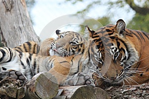 Tiger cub in ZSL, London Zoo