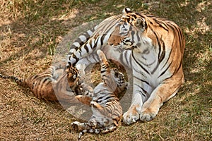 Tiger and cubs