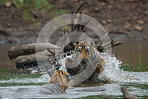 Tiger cubs fighting and playing in water with splash