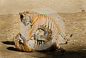 Tiger cubs playing