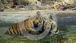 Tiger cubs playing in water