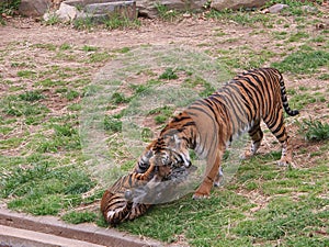 Tiger cubs are playing in a zoo