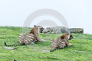 Tiger cubs watching crocodile