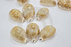 Tiger cypraea seashells close-up spotted coloring