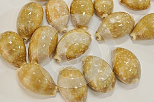 Tiger cypraea seashells close-up spotted coloring