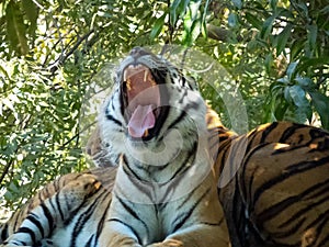 Tiger Dangerous Yawn