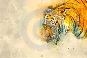 Tiger, digital illustration based on original photo