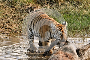 Tiger dragging prey from the waterhole