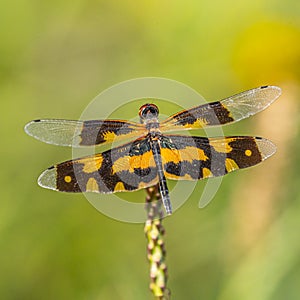 A Tiger Dragon fly on a branch