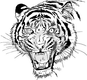 Tiger drawn with ink from the hands of a predator tattoo