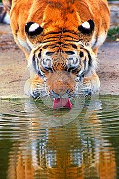 Tiger drinking.